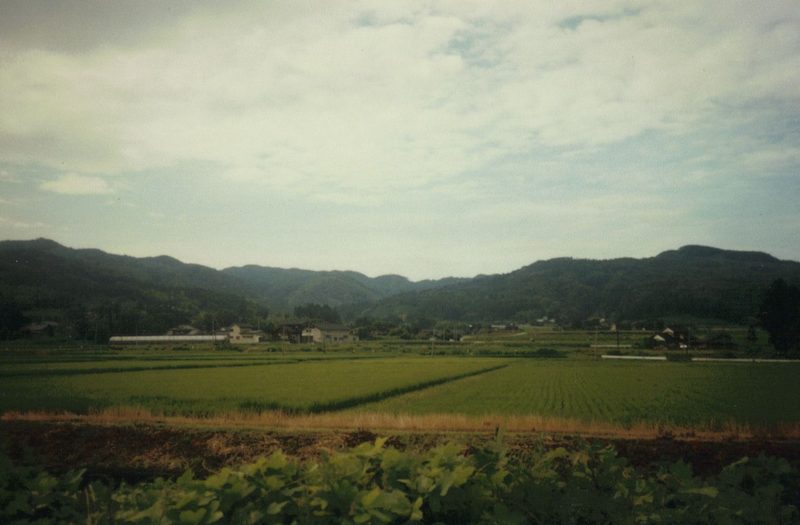 山並みを背に広がる佐渡島・国中平野の緑の田んぼ